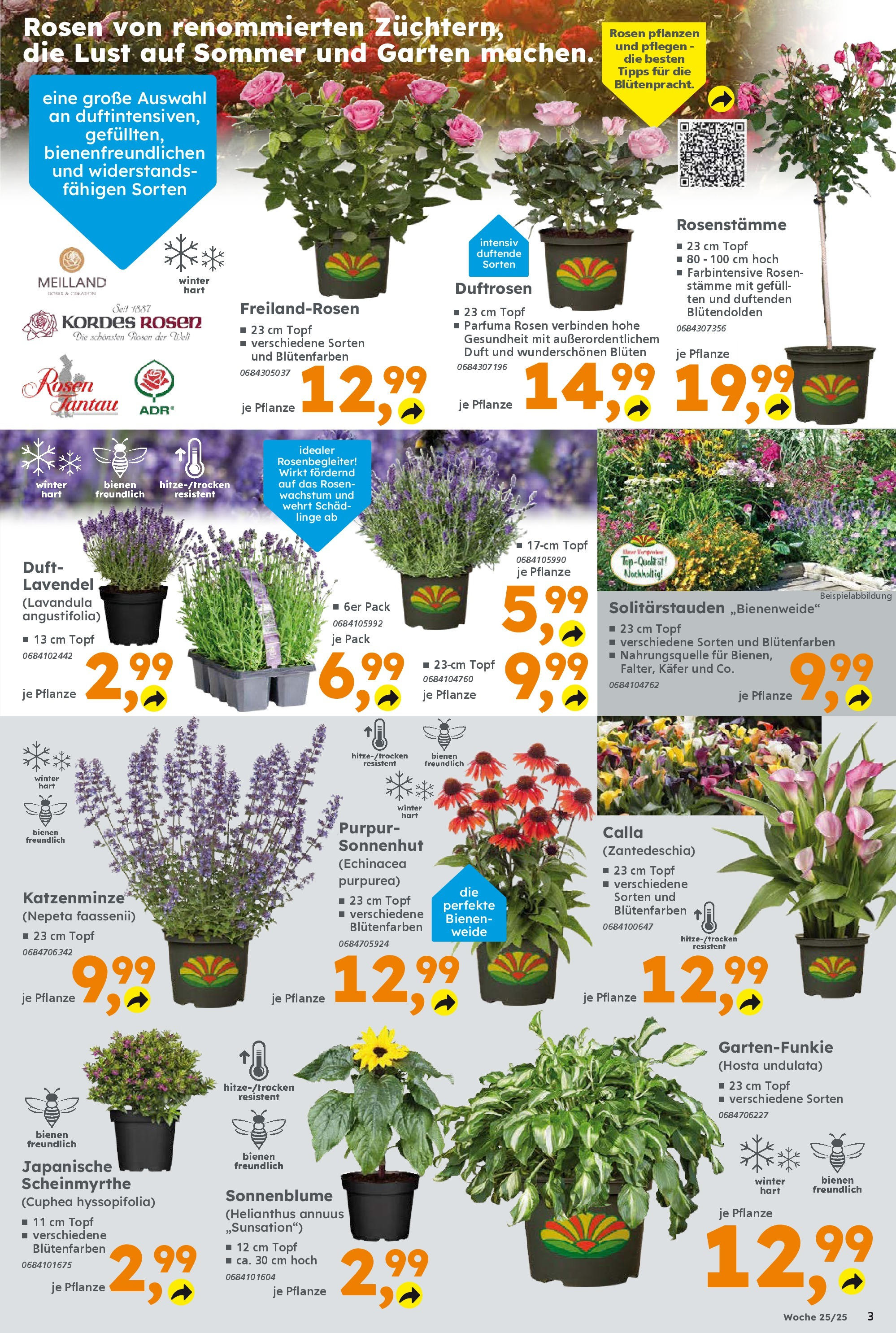 Globus Baumarkt prospekt Ilmenau	 (ab 15.06.2025) zum Blättern | Seite: 3 | Produkte: Duft, Lavendel