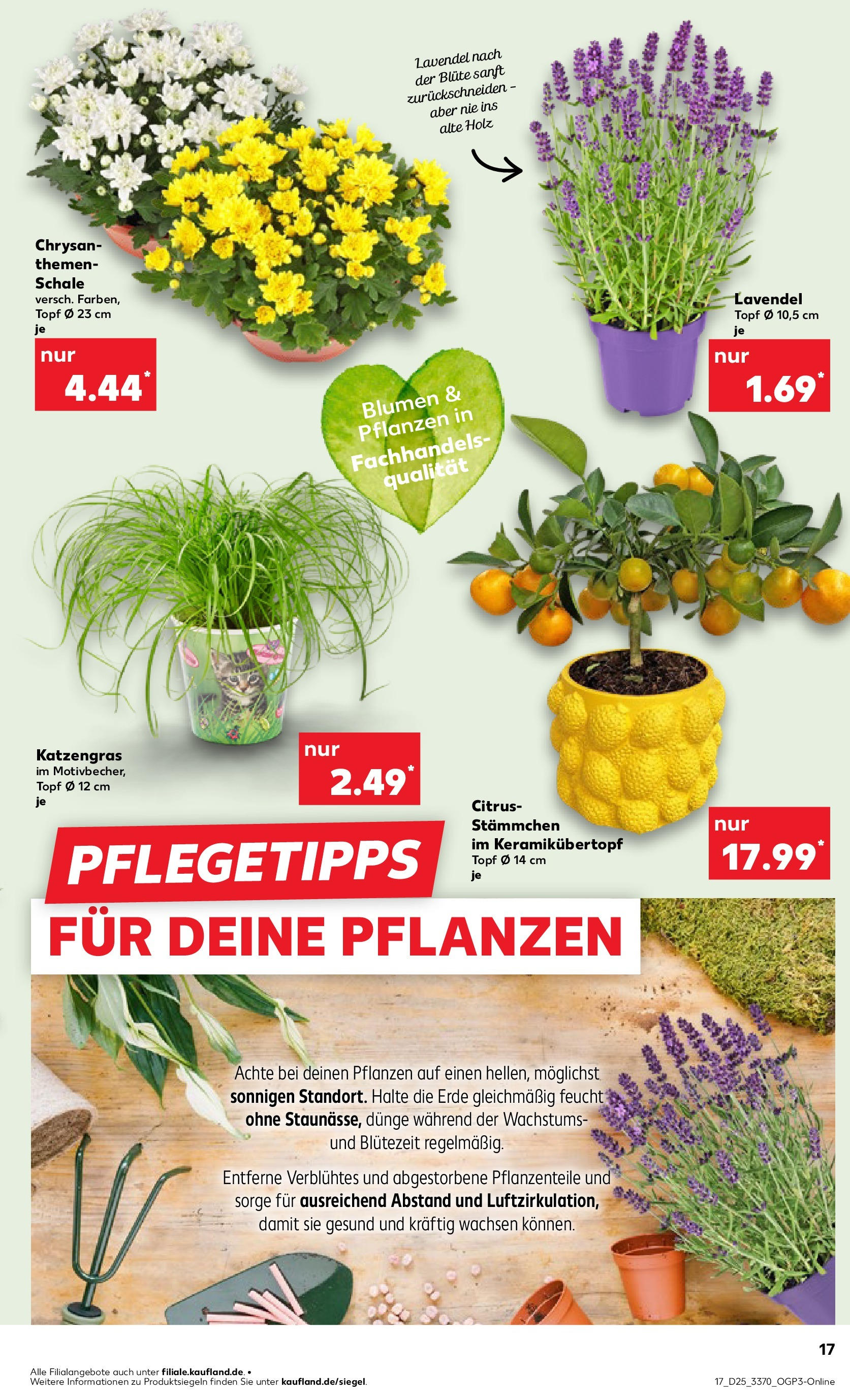 Prospekt Kaufland ab 18.06.2025 » Angebote Online zum Blättern | Seite: 17 | Produkte: Blumen, Lavendel