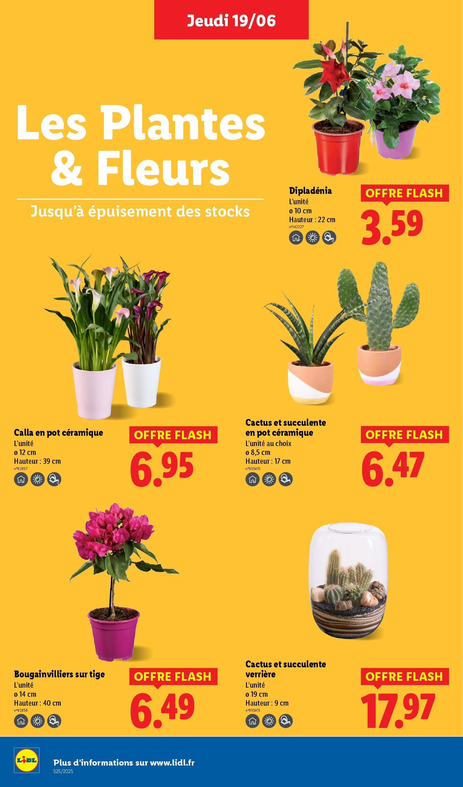 Catalogue LIDL du 18/06/2025 | Promo prospectus en ligne | Page: 28 | Produits: Plantes, Verrière, Dipladénia Catalogue LIDL du 18/06/2025 | Promo prospectus en ligne | Page: 28 | Produits: Plantes, Verrière, Dipladénia