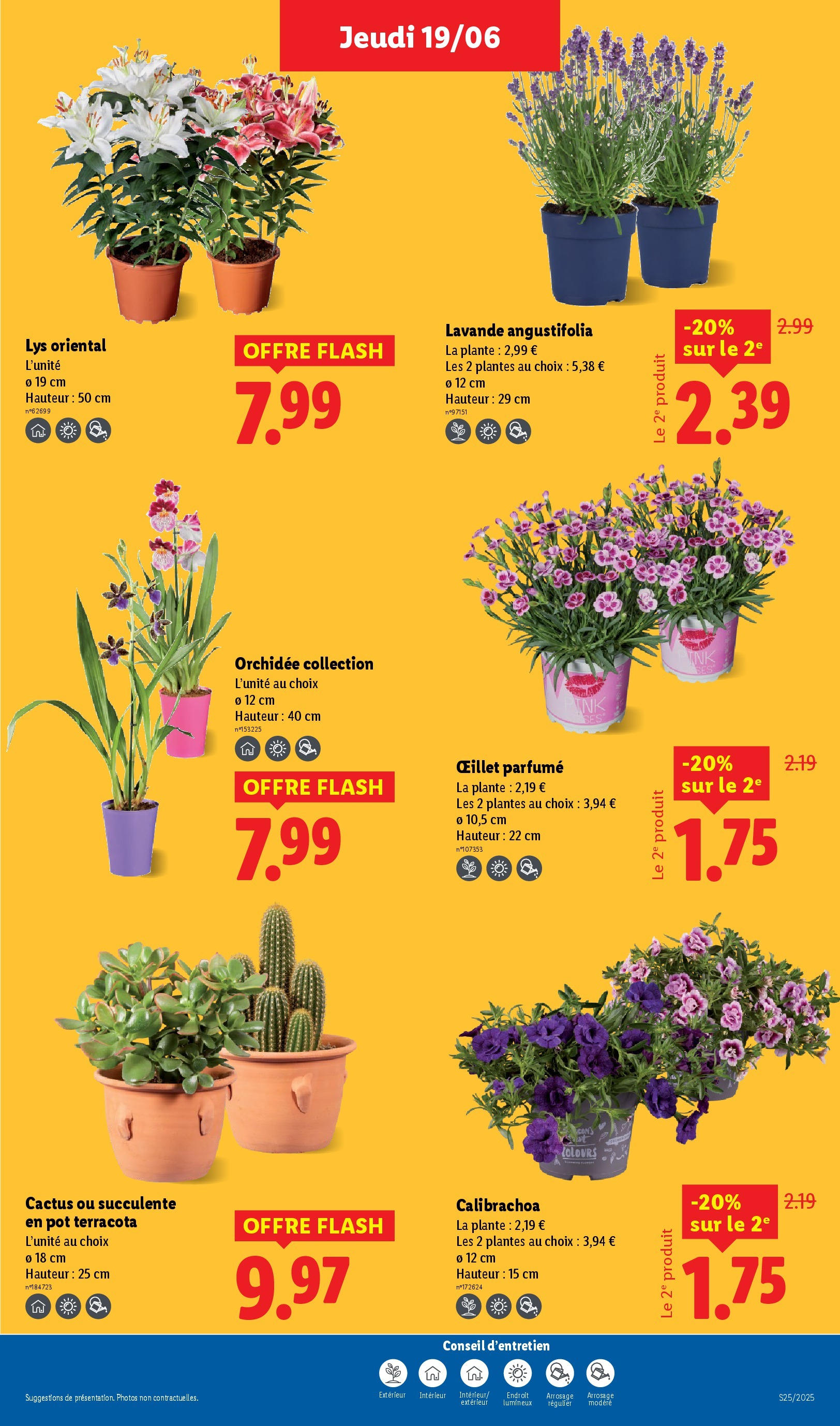 Catalogue LIDL du 18/06/2025 | Promo prospectus en ligne | Page: 29 | Produits: Lavande, Plantes, Orchidée, Oeillet parfumé Catalogue LIDL du 18/06/2025 | Promo prospectus en ligne | Page: 29 | Produits: Lavande, Plantes, Orchidée, Oeillet parfumé