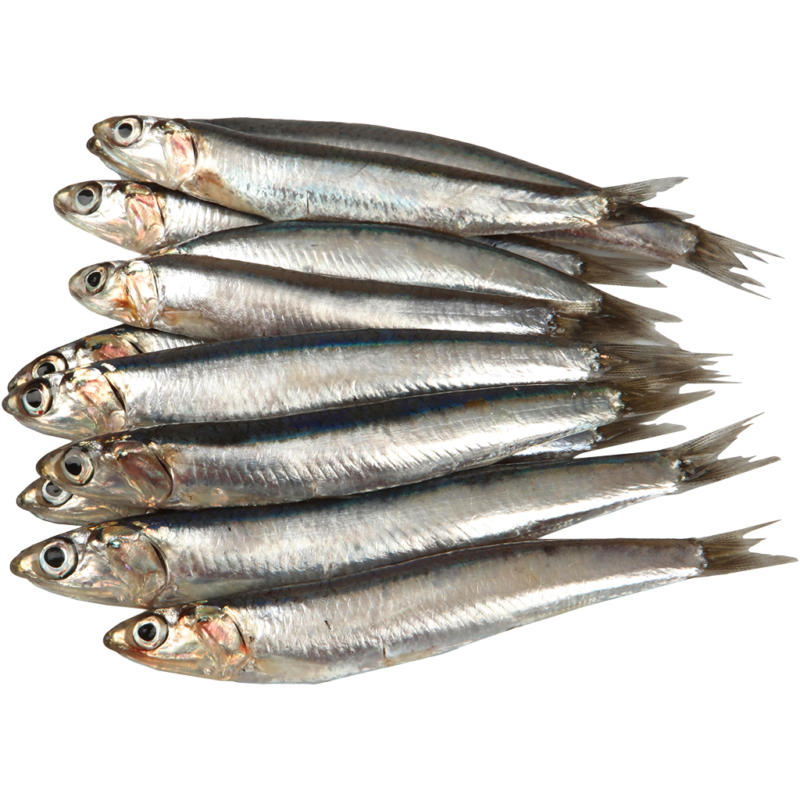 Sardine (Sardina pilchardus), frisch