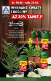 ALDI Kwiaty ważne do 21.06