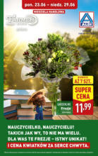 Aldi frezje ważne do 29.06 Aldi – do 29.06.2025