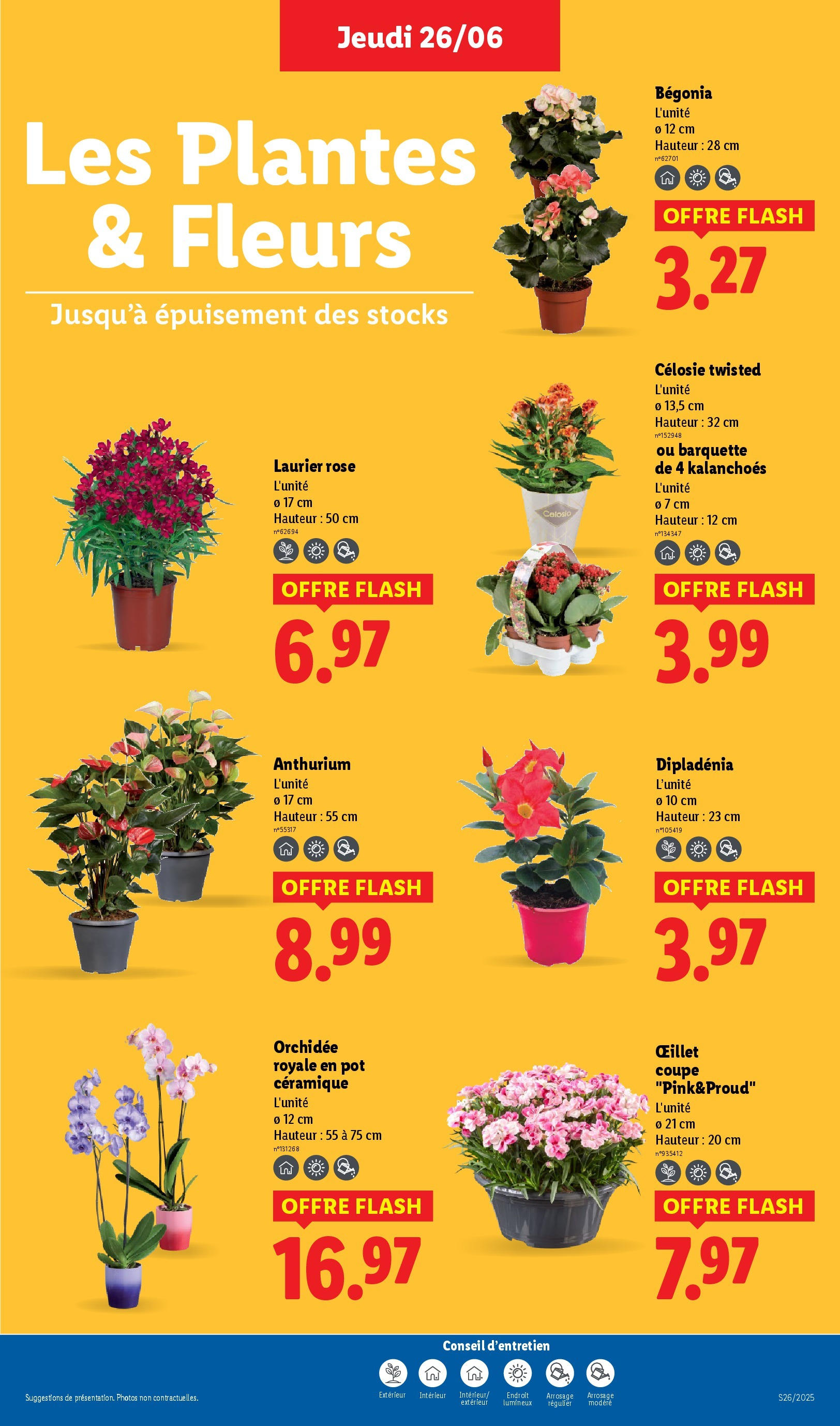 Catalogue LIDL du 26/06/2025 | Promo prospectus en ligne | Page: 29 | Produits: Laurier Rose, Plantes, Dipladénia, Orchidée Catalogue LIDL du 26/06/2025 | Promo prospectus en ligne | Page: 29 | Produits: Laurier Rose, Plantes, Dipladénia, Orchidée