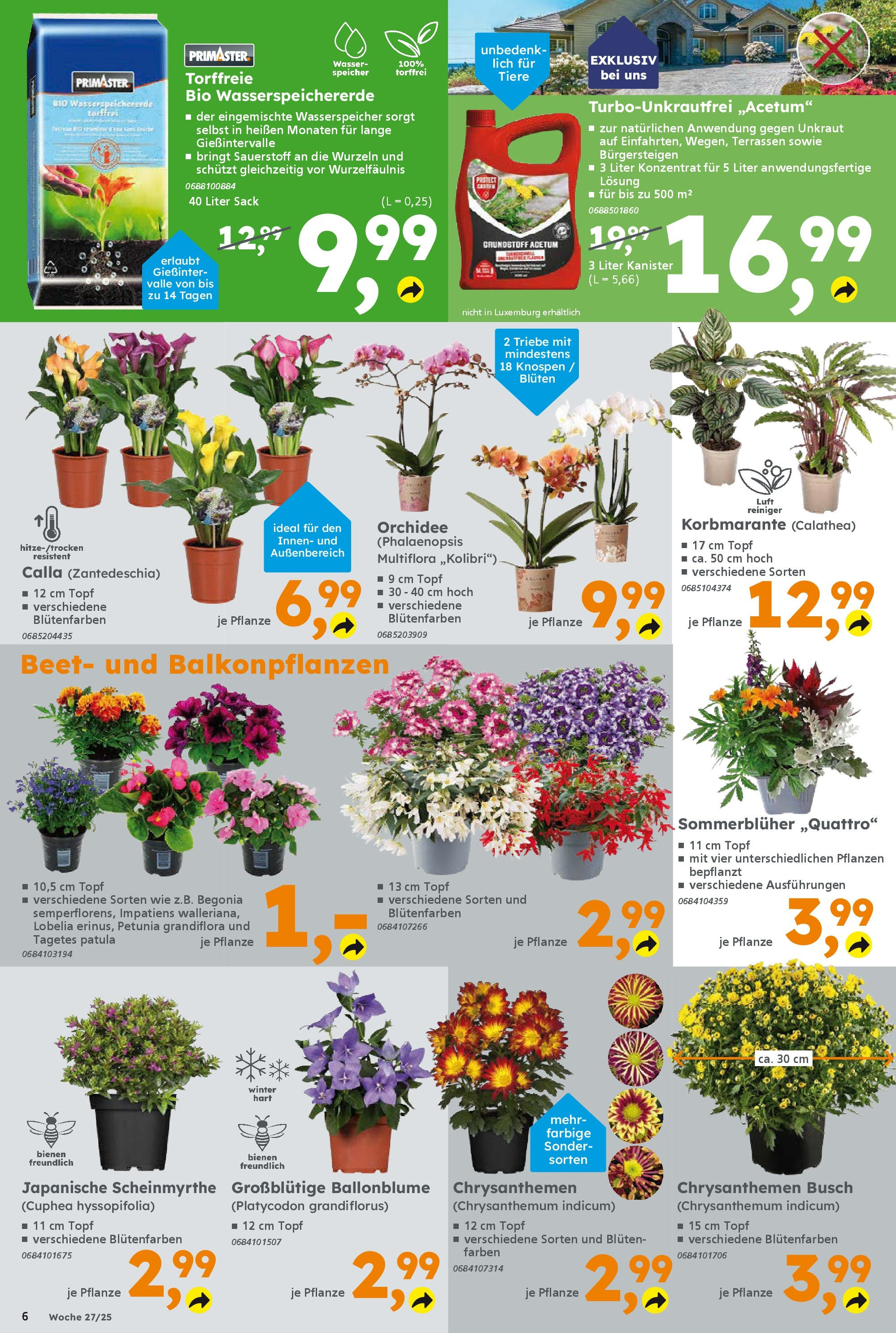 Globus Baumarkt prospekt Ilmenau	 (ab 29.06.2025) zum Blättern | Seite: 6 | Produkte: Orchidee, Wasser