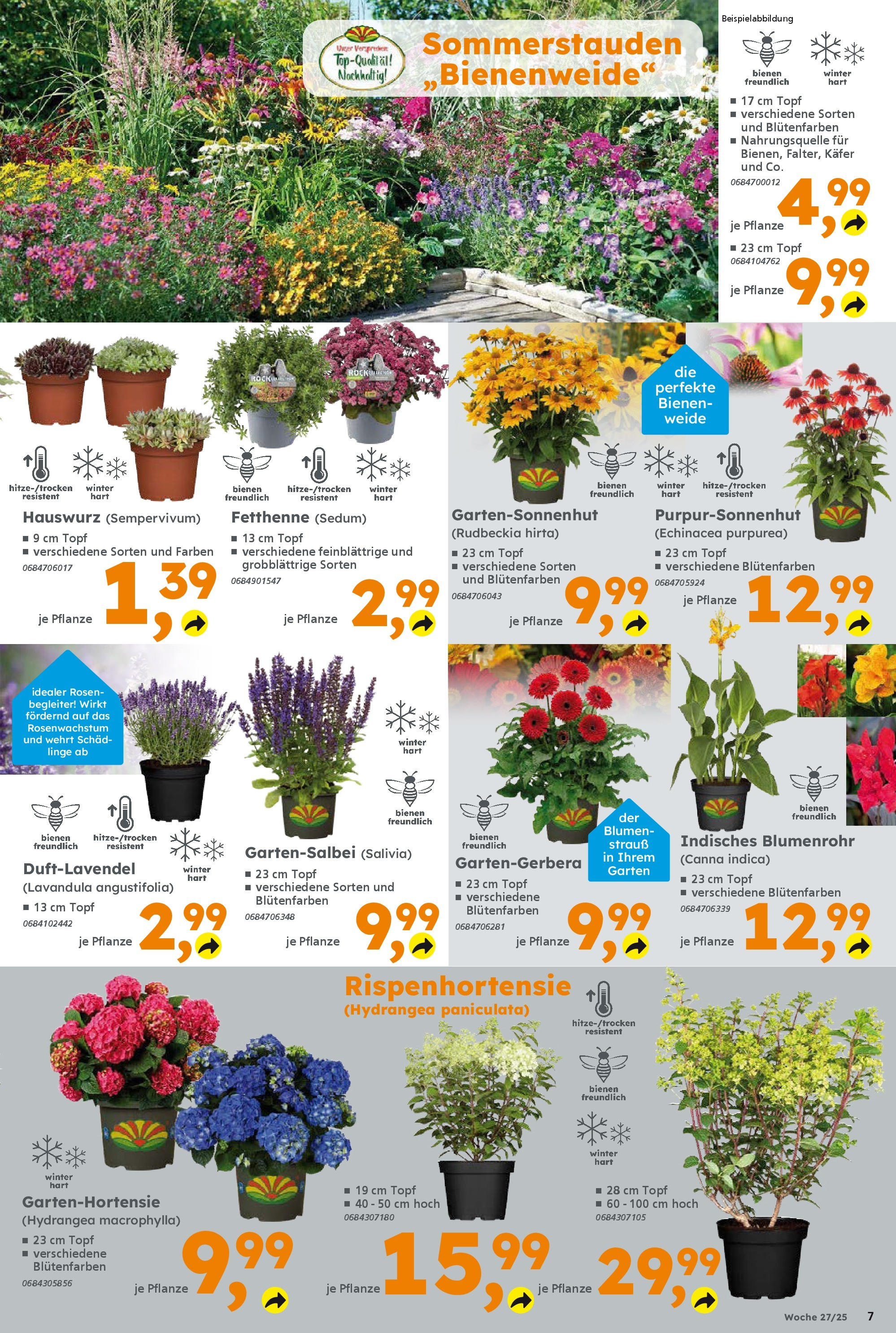 Globus Baumarkt prospekt Ilmenau	 (ab 29.06.2025) zum Blättern | Seite: 7 | Produkte: Blumen