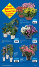 Lidl Lidl: Wochenangebote - bis 05.07.2025