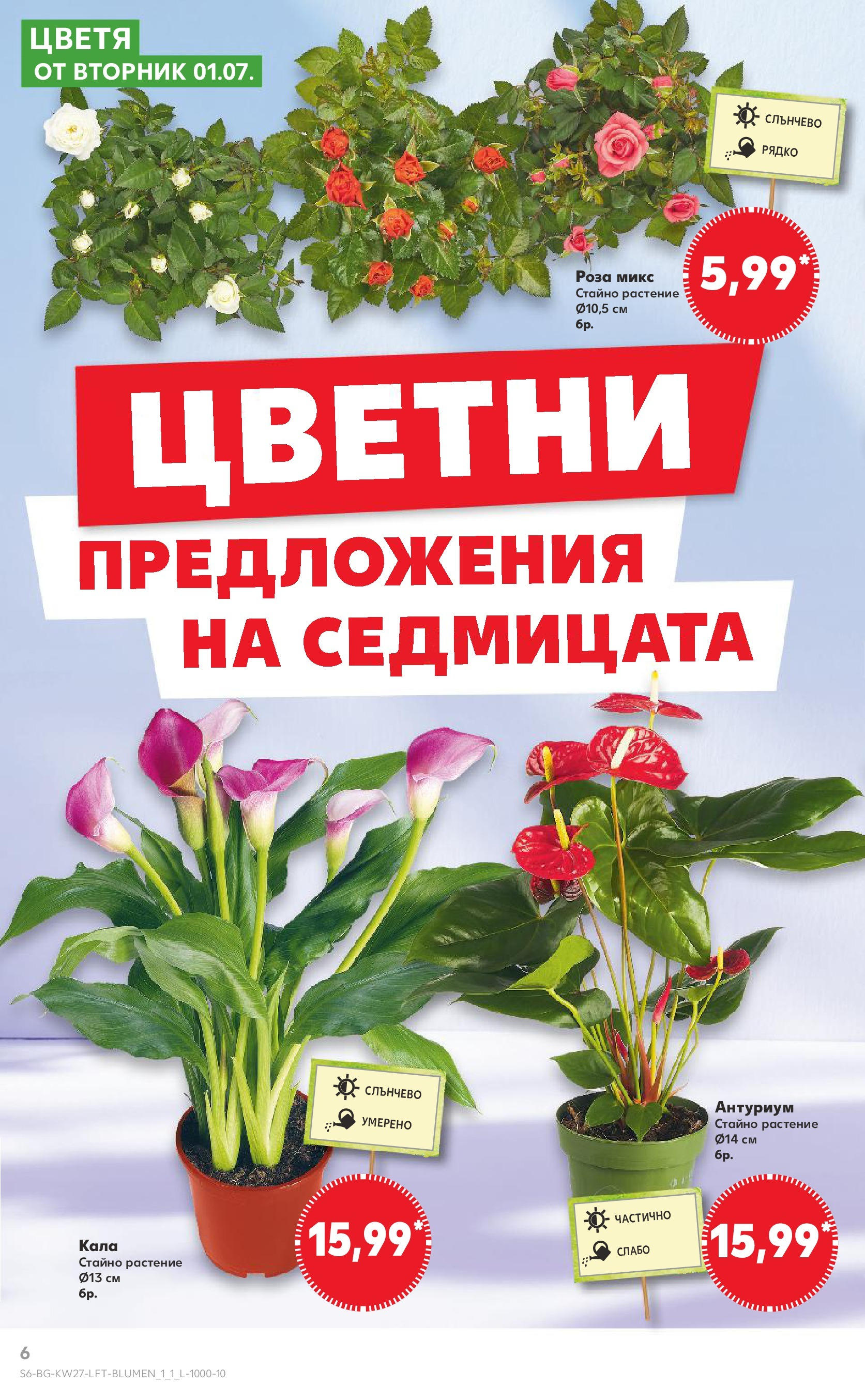 Нова Кауфланд брошура от 29.06.2025 - Кауфланд - Избери качество на топ цени в Kaufland с валидност до 06.07 | Страница: 6 | Продукти: Роза Нова Кауфланд брошура от 29.06.2025 - Кауфланд - Избери качество на топ цени в Kaufland с валидност до 06.07 | Страница: 6 | Продукти: Роза