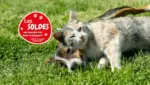 Médor et Compagnie Les soldes sont là !! - au 22.07.2025