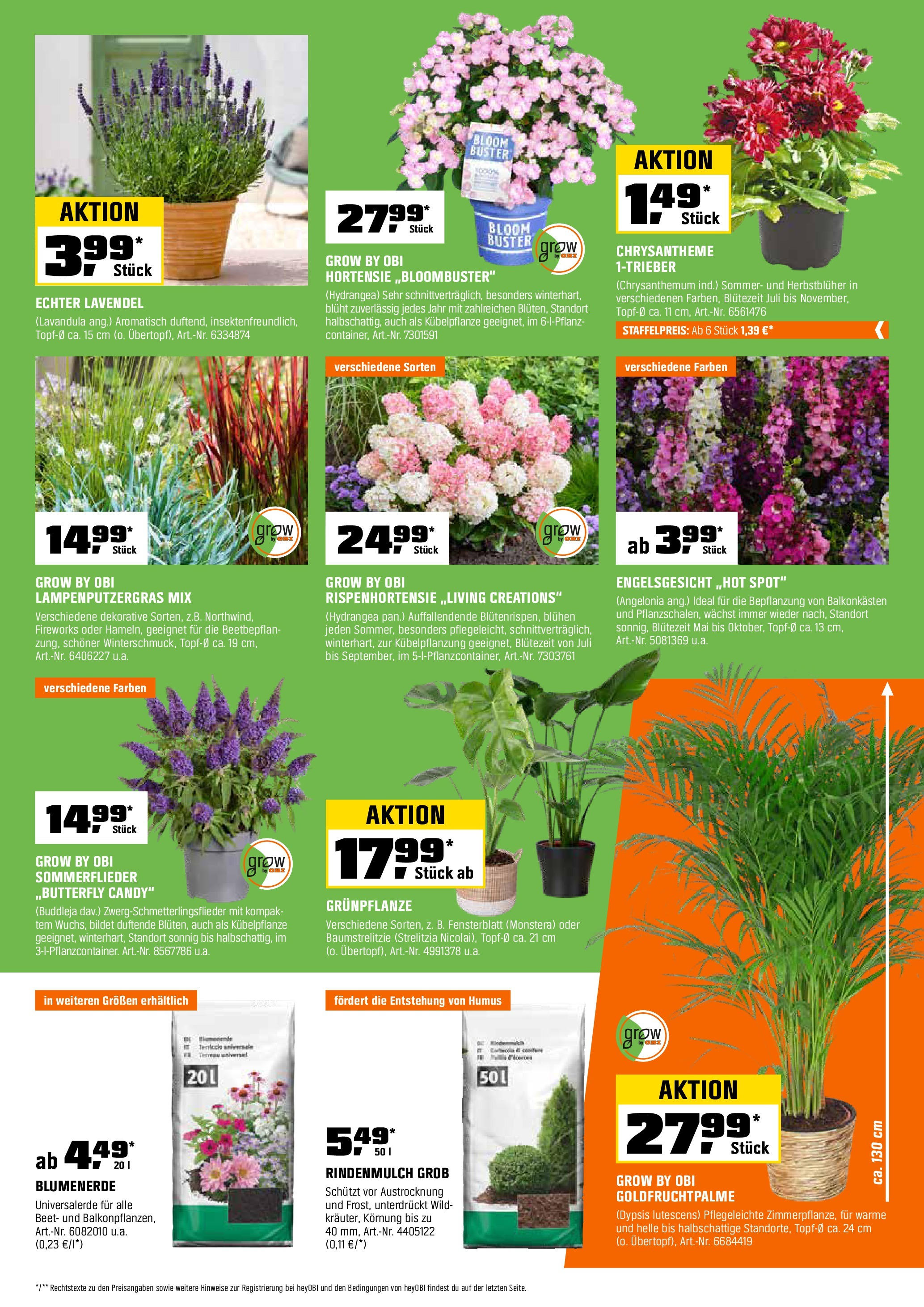 Obi - Biberstarke Angebote (ab 30.06.2025) zum Blättern | Seite: 7 | Produkte: Rindenmulch, Hortensie, Blumenerde, Lavendel