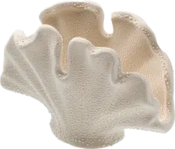 Dekorieren & Einrichten Dekoobjekt aus Porzellan "Muschel", offwhite (7,5x14,6x9,8 cm)
