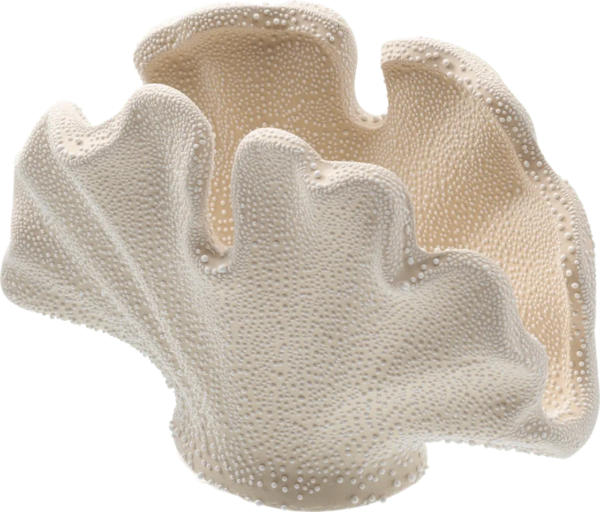 Dekorieren & Einrichten Dekoobjekt aus Porzellan "Muschel", offwhite (7,5x14,6x9,8 cm)