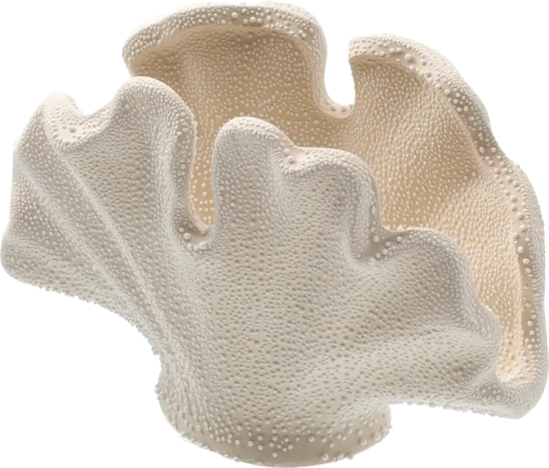 Dekorieren & Einrichten Dekoobjekt aus Porzellan "Muschel", offwhite (7,5x14,6x9,8 cm)