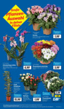 Lidl Lidl: Wochenangebote - bis 12.07.2025