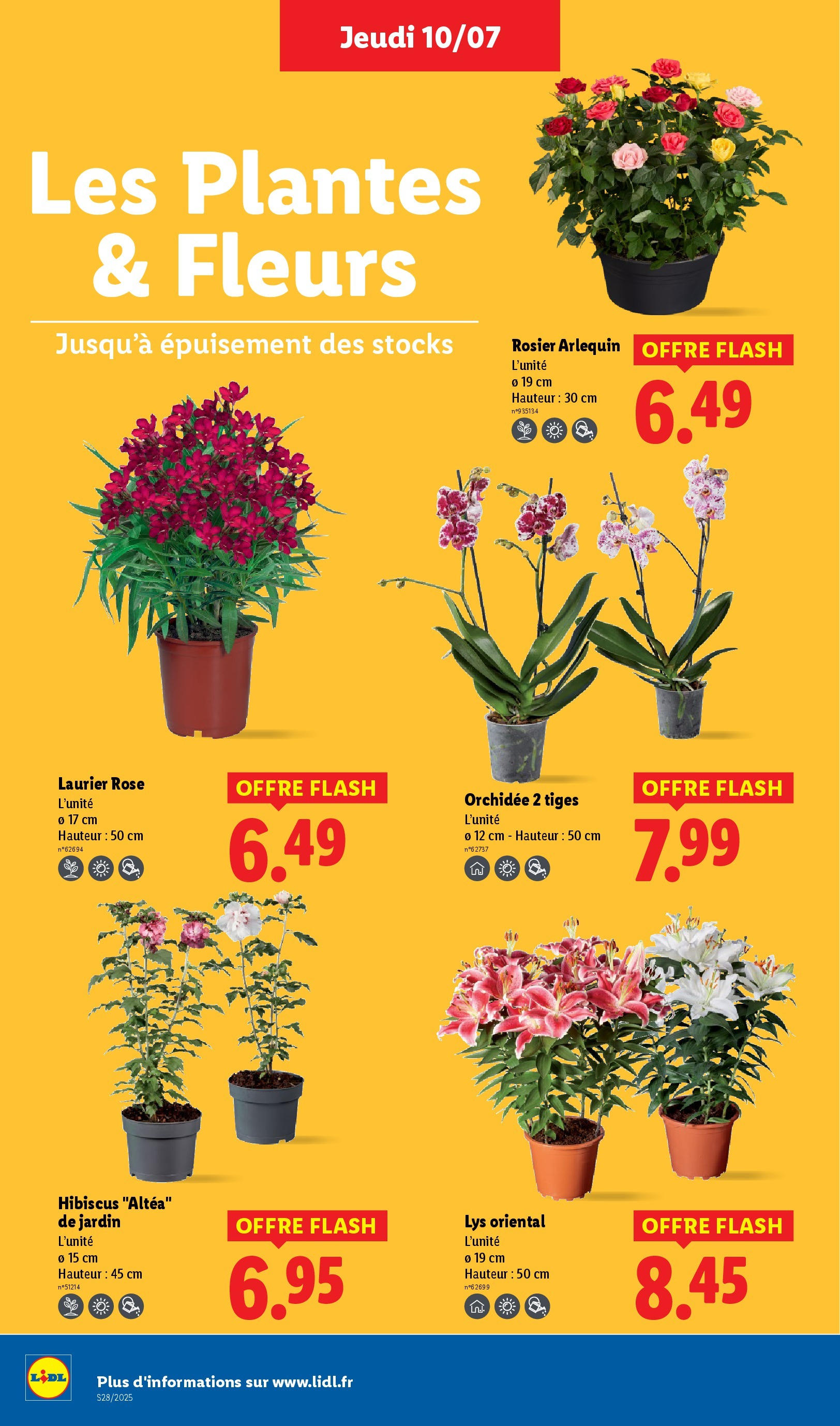 Catalogue LIDL du 09/07/2025 | Promo prospectus en ligne | Page: 28 | Produits: Rosier, Laurier Rose, Plantes, Orchidée Catalogue LIDL du 09/07/2025 | Promo prospectus en ligne | Page: 28 | Produits: Rosier, Laurier Rose, Plantes, Orchidée