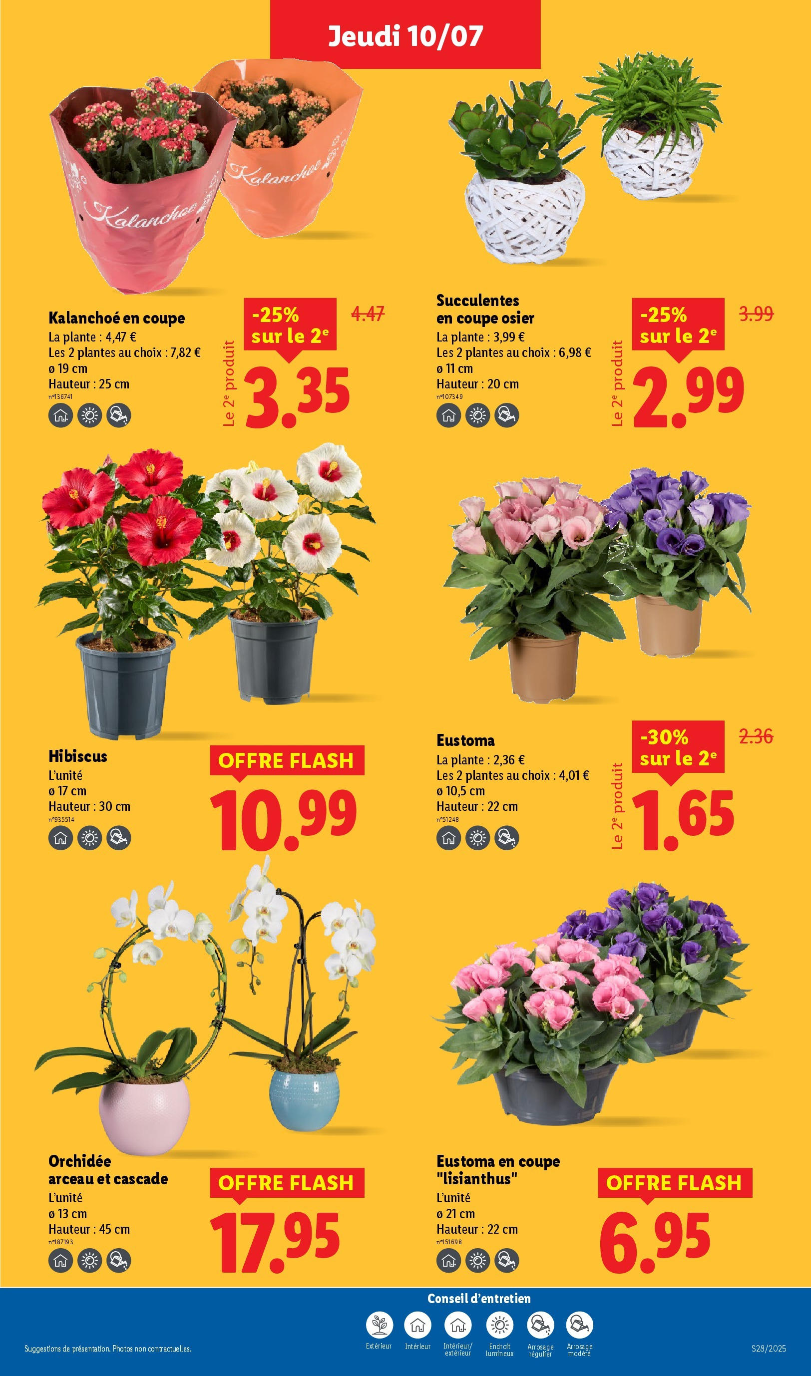 Catalogue LIDL du 09/07/2025 | Promo prospectus en ligne | Page: 29 | Produits: Plantes, Eustoma, Orchidée Catalogue LIDL du 09/07/2025 | Promo prospectus en ligne | Page: 29 | Produits: Plantes, Eustoma, Orchidée
