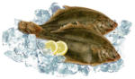 Mix Markt Flunder (Platichthys flesus) tiefgefroren - bis 12.07.2025