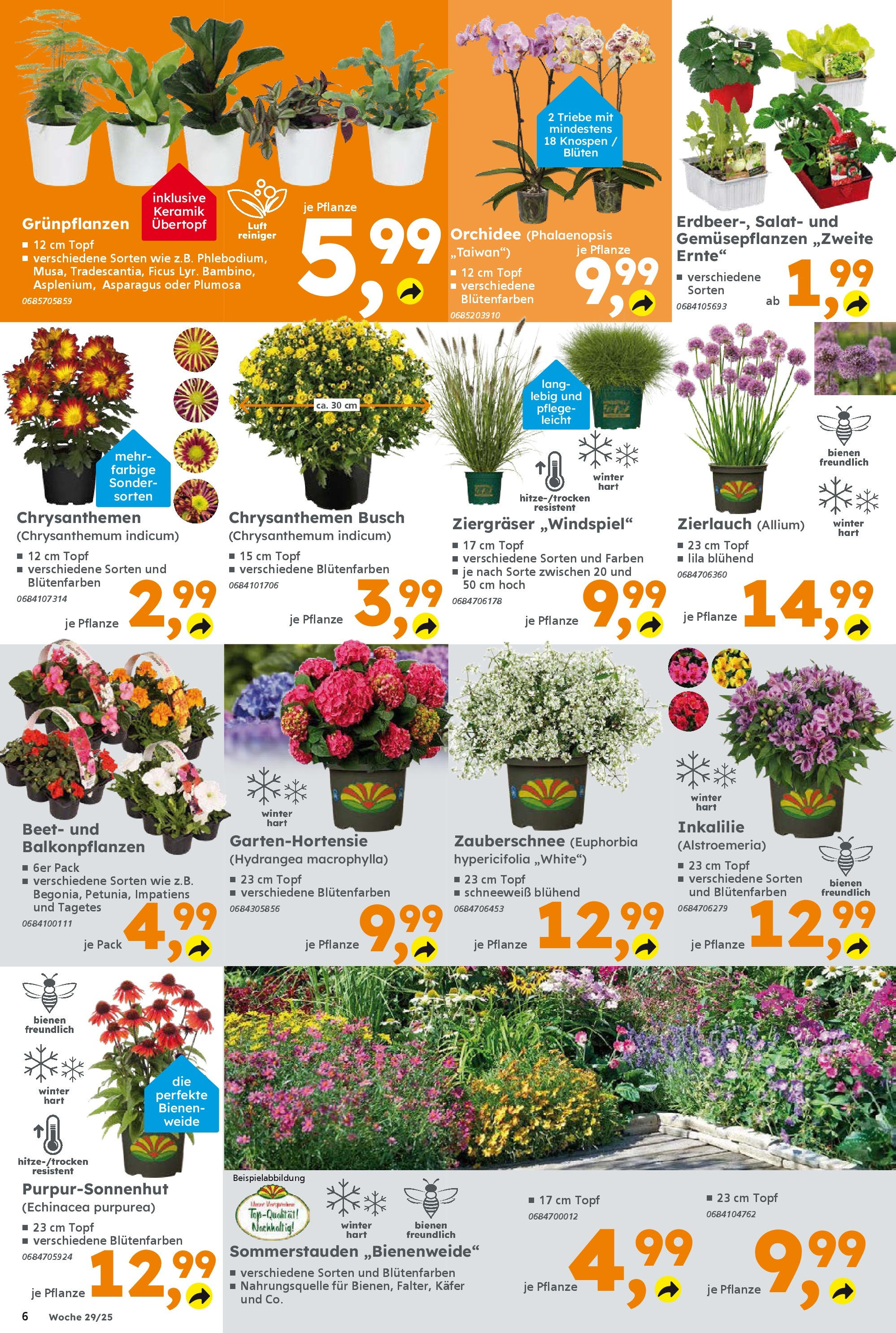 Globus Baumarkt prospekt Ingolstadt	 (ab 13.07.2025) zum Blättern | Seite: 6 | Produkte: Orchidee, Salat