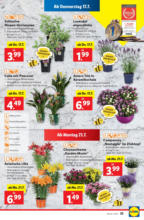 Lidl Lidl: Flugblatt in deiner Nähe - ab 17.07.2025