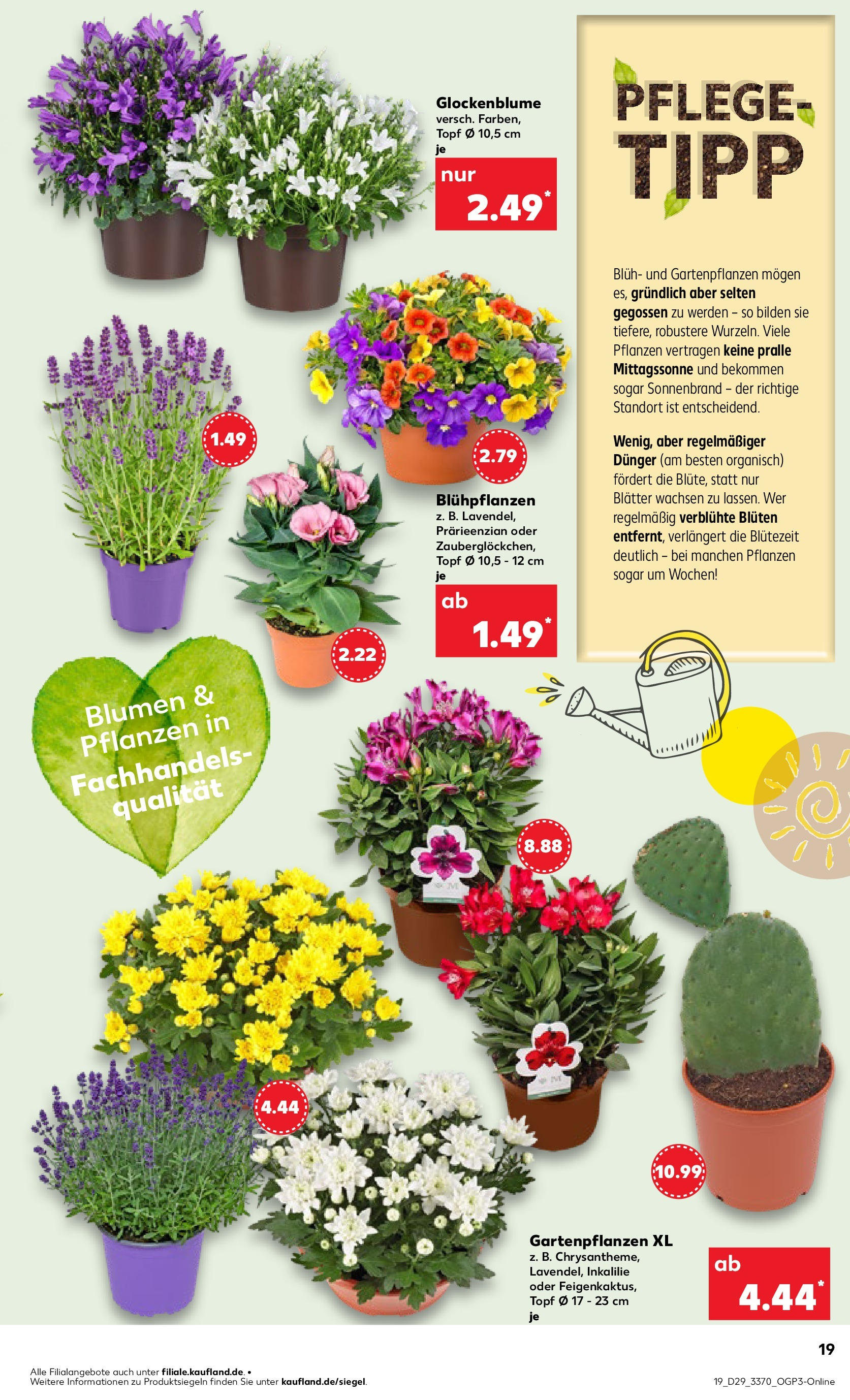 Prospekt Kaufland ab 16.07.2025 » Angebote Online zum Blättern | Seite: 19 | Produkte: Blumen
