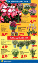 Lidl Lidl: Flugblatt in deiner Nähe - ab 24.07.2025