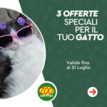 Zoo Service 3 offerte speciali per il tuo gatto - al 31.07.2025