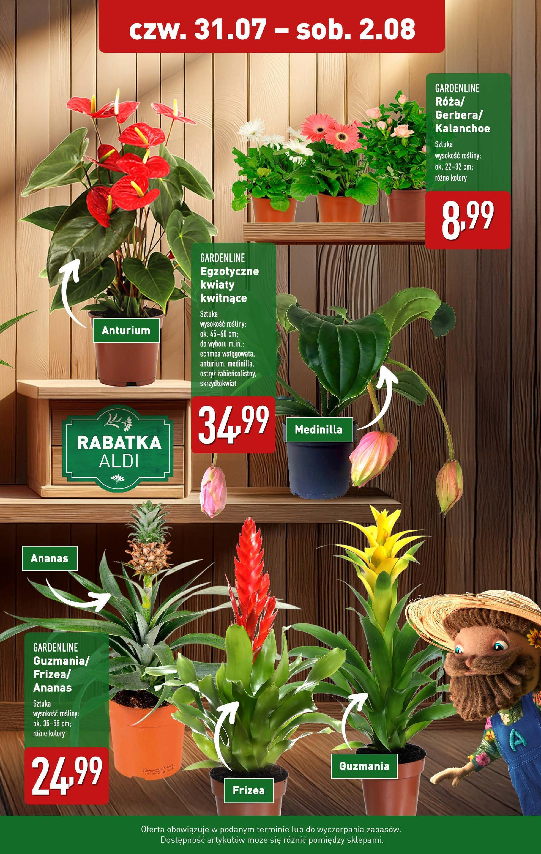 Aldi Gazetka - Promocja kwiaty od 31.07.2025 | Nowa PDF gazetka | Strona: 2 | Produkty: Rosliny, Kalanchoe, Ananas, Kwiaty Aldi Gazetka - Promocja kwiaty od 31.07.2025 - Ulotka PDF, promocje | Strona: 2 | Produkty: Rosliny, Kalanchoe, Ananas, Kwiaty