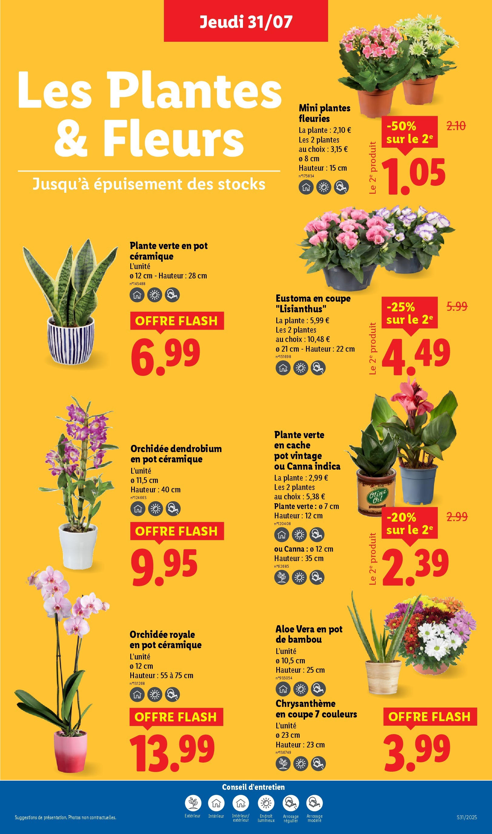 Catalogue LIDL du 30/07/2025 | Promo prospectus en ligne | Page: 29 | Produits: Plantes, Chrysanthème, Plante verte, Orchidée