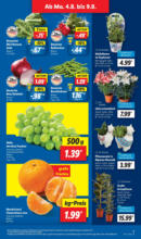 Lidl Lidl: Wochenangebote - bis 09.08.2025