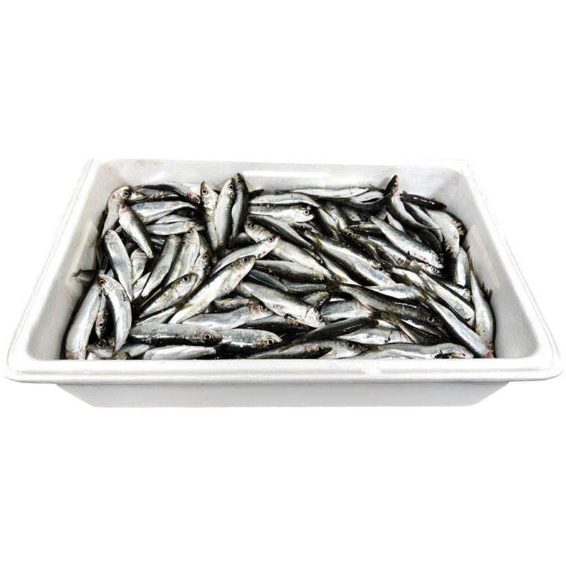Sardinen (Sardina pilchardus)