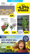 HOFER HOFER: Flugblatt - ab 08.08.2025