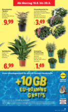 Lidl Lidl: Flugblatt in deiner Nähe - ab 14.08.2025