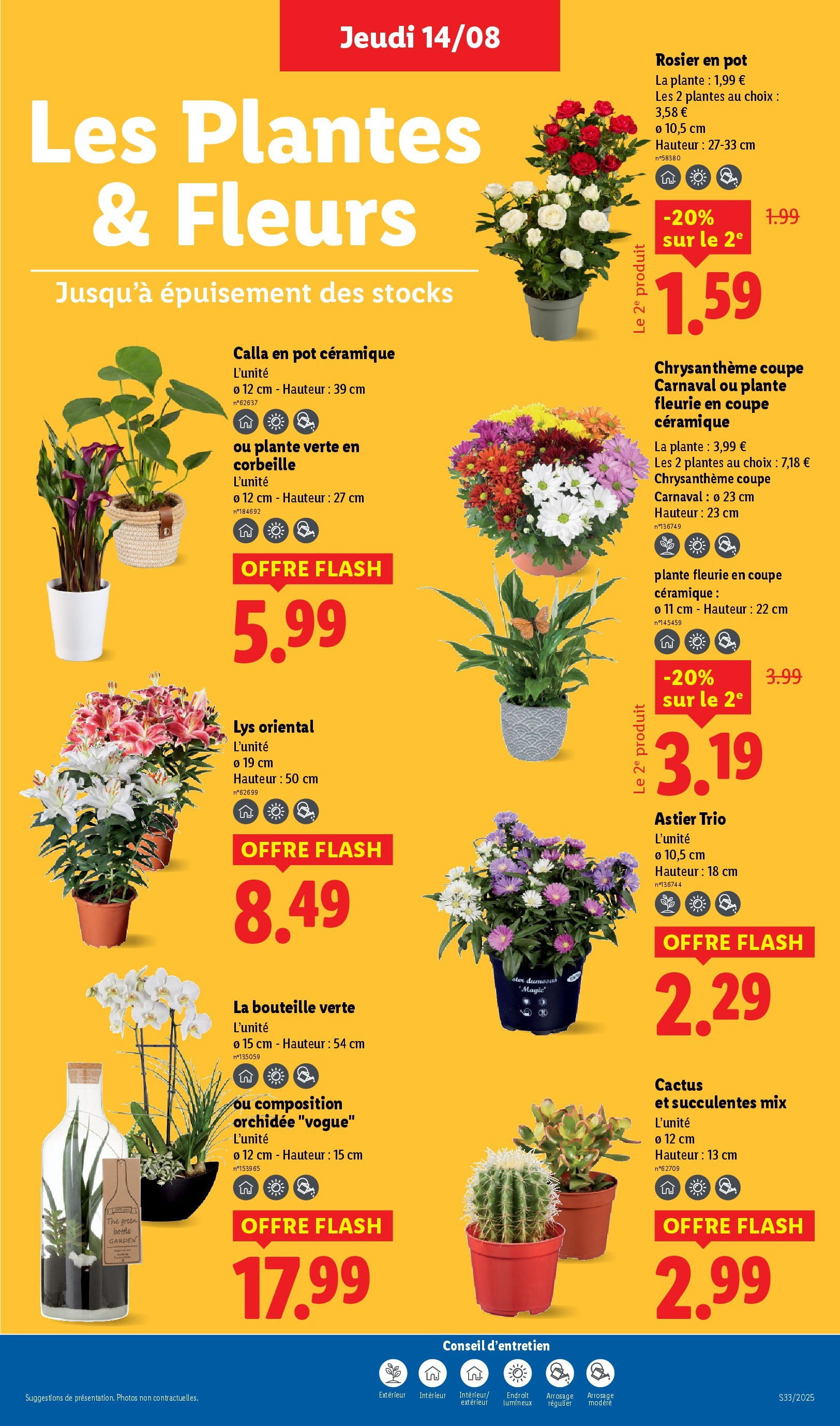 Catalogue LIDL du 13/08/2025 | Promo prospectus en ligne | Page: 27 | Produits: Plantes, Chrysanthème, Plante verte, Thé