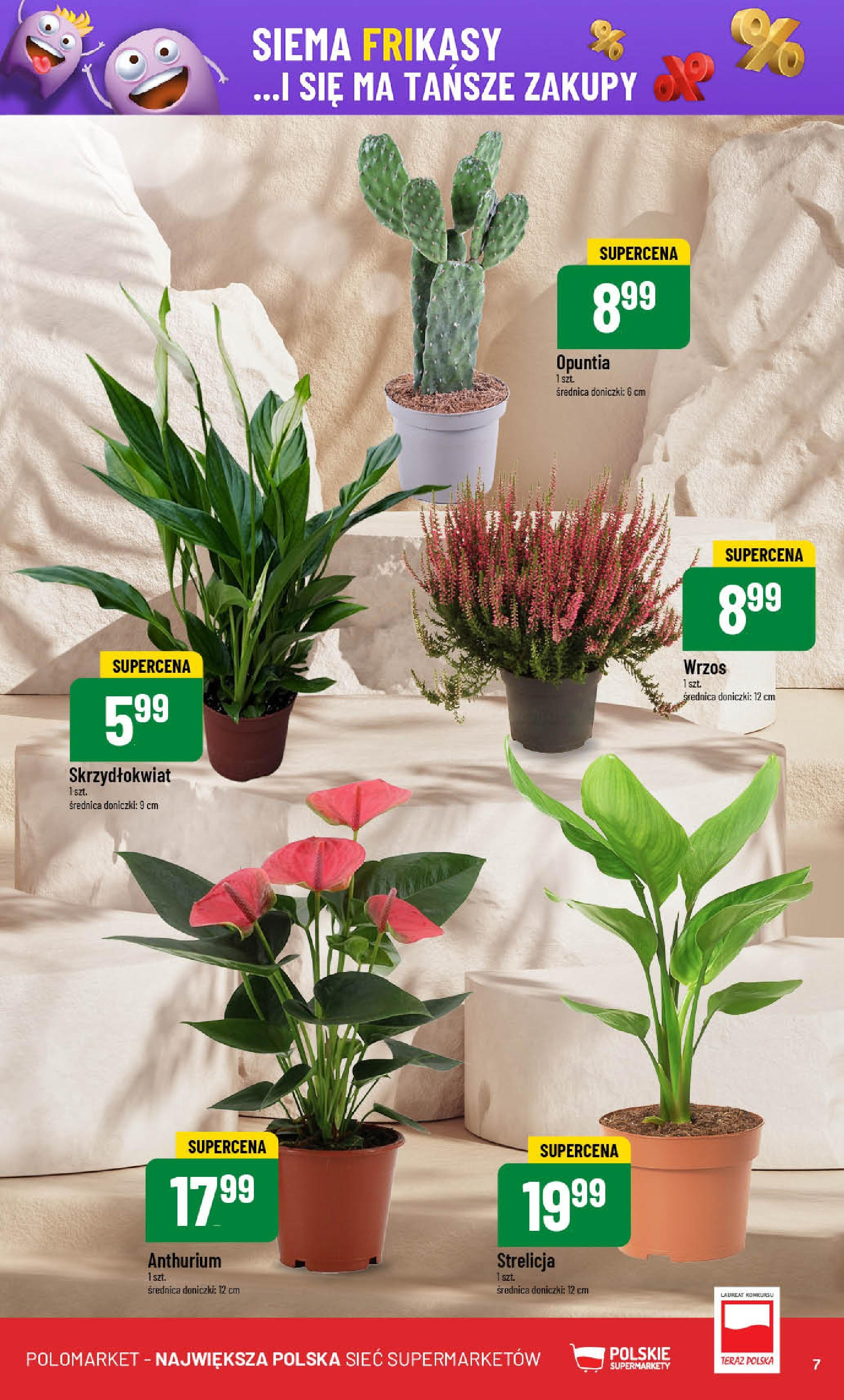 POLOmarket gazetka od jutra (13.08.2025) - Nowa PDF | Strona: 7 | Produkty: Wrzos, Doniczki