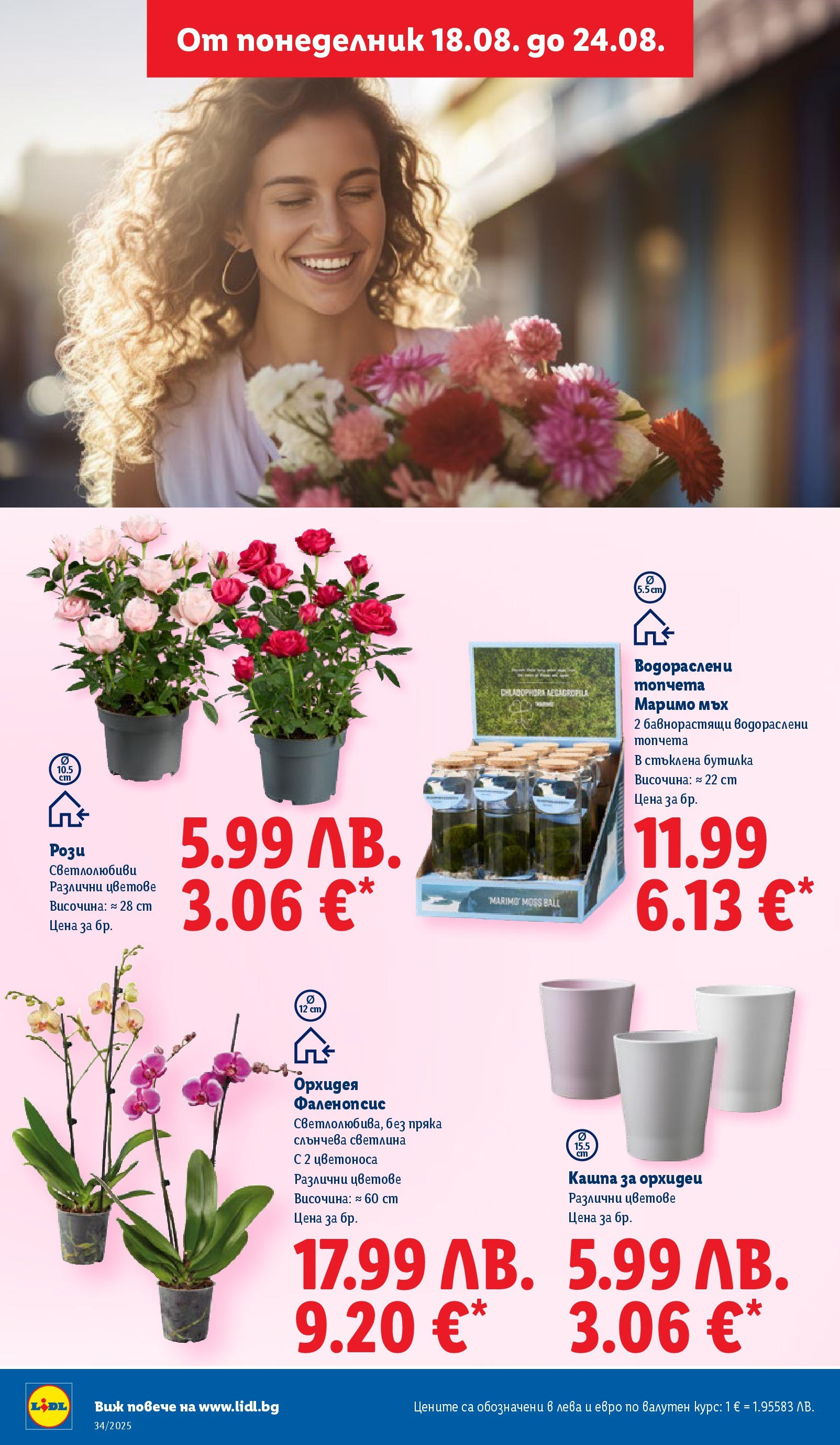 Cедмична брошура на Лидл от 18.08.2025 - LIDL broshura | Страница: 60 | Продукти: Кашпа, Орхидея Cедмична брошура на Лидл от 18.08.2025 | Страница: 60 | Продукти: Кашпа, Орхидея