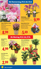 Lidl Lidl: Flugblatt in deiner Nähe - ab 21.08.2025