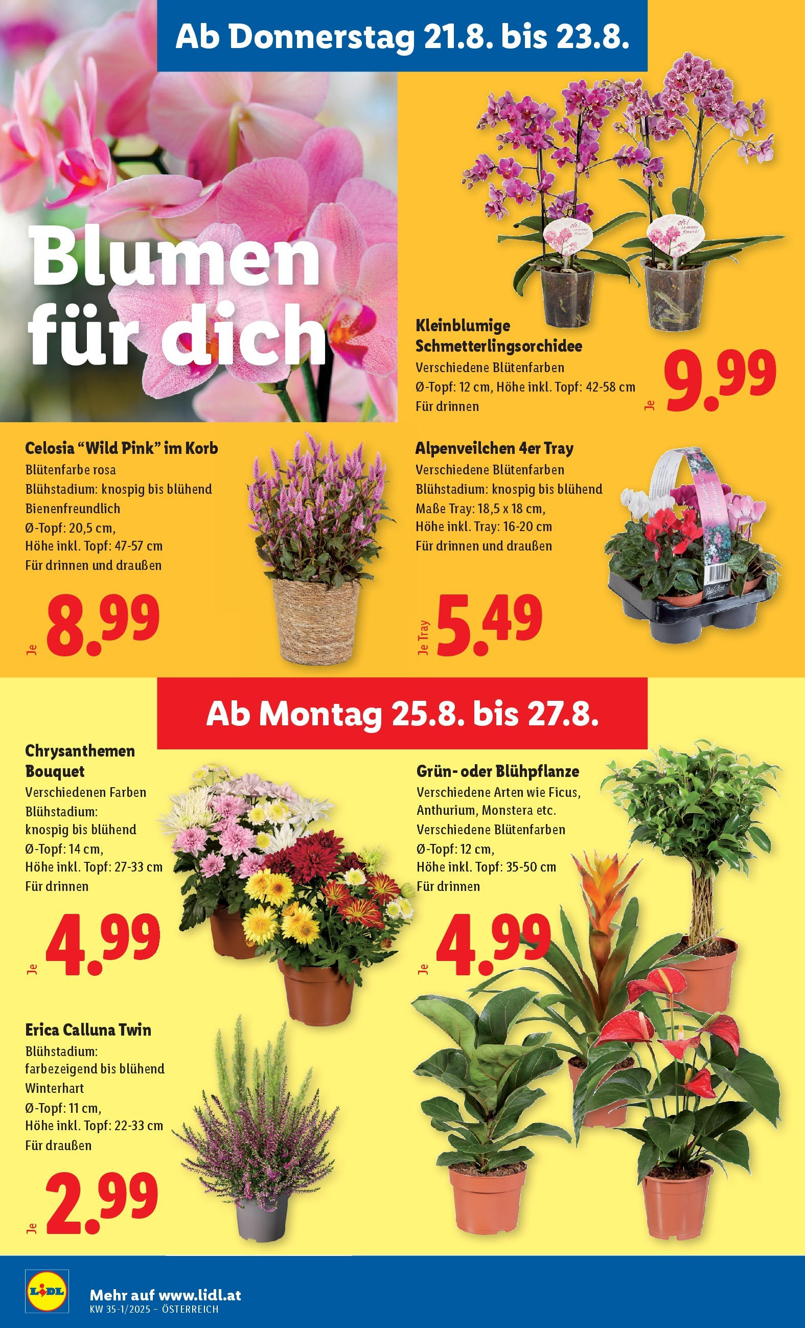 Lidl - Lidl: Flugblatt in deiner Nähe ab 20.08.2025 ✳️ Angebote ab donnerstag | Seite: 28 | Produkte: Korb Lidl - Lidl: Flugblatt in deiner Nähe ab 20.08.2025 - Angebote ab donnerstag | Seite: 28 | Produkte: Korb