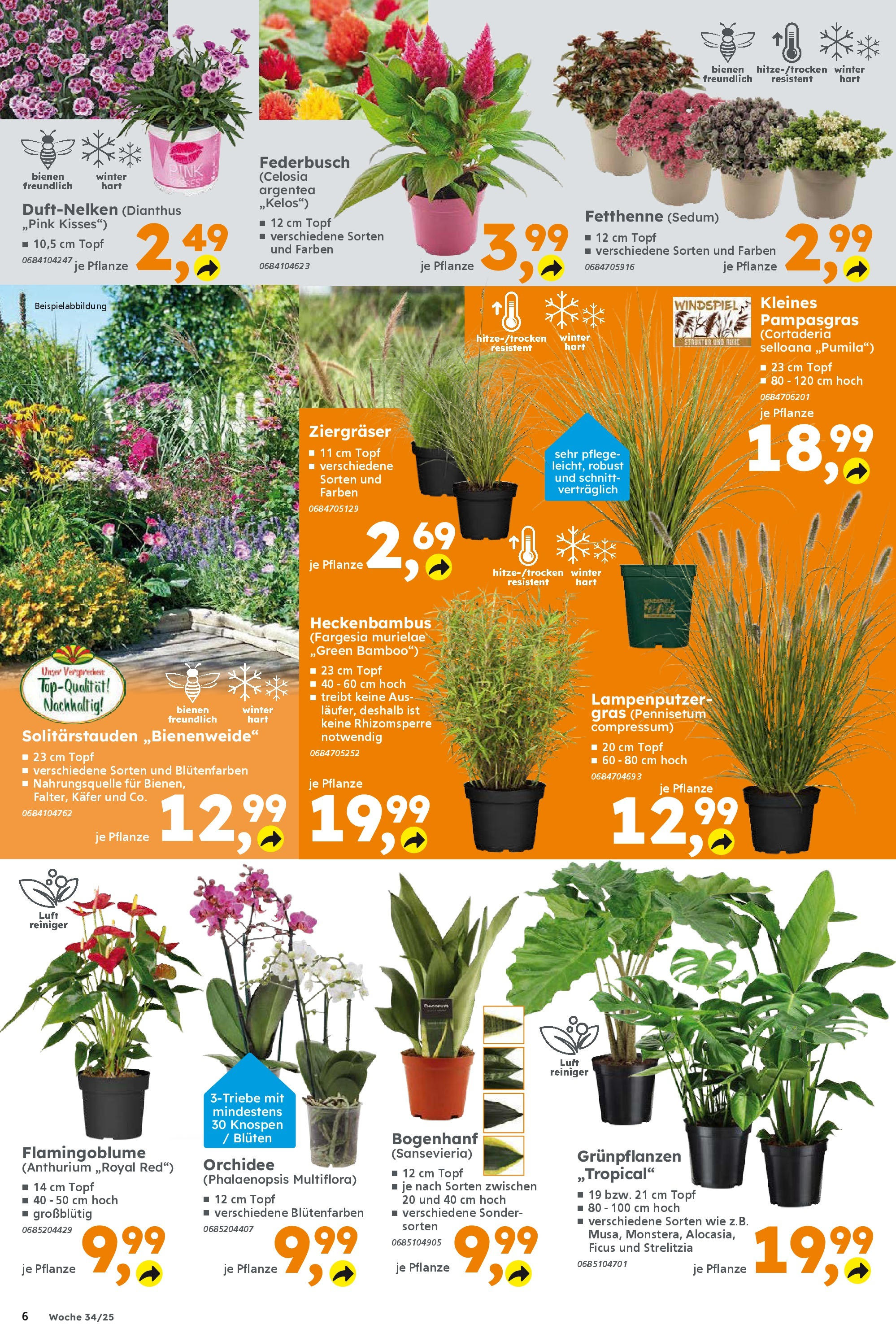 Globus Baumarkt prospekt Völklingen	 (ab 17.08.2025) zum Blättern | Seite: 6 | Produkte: Orchidee