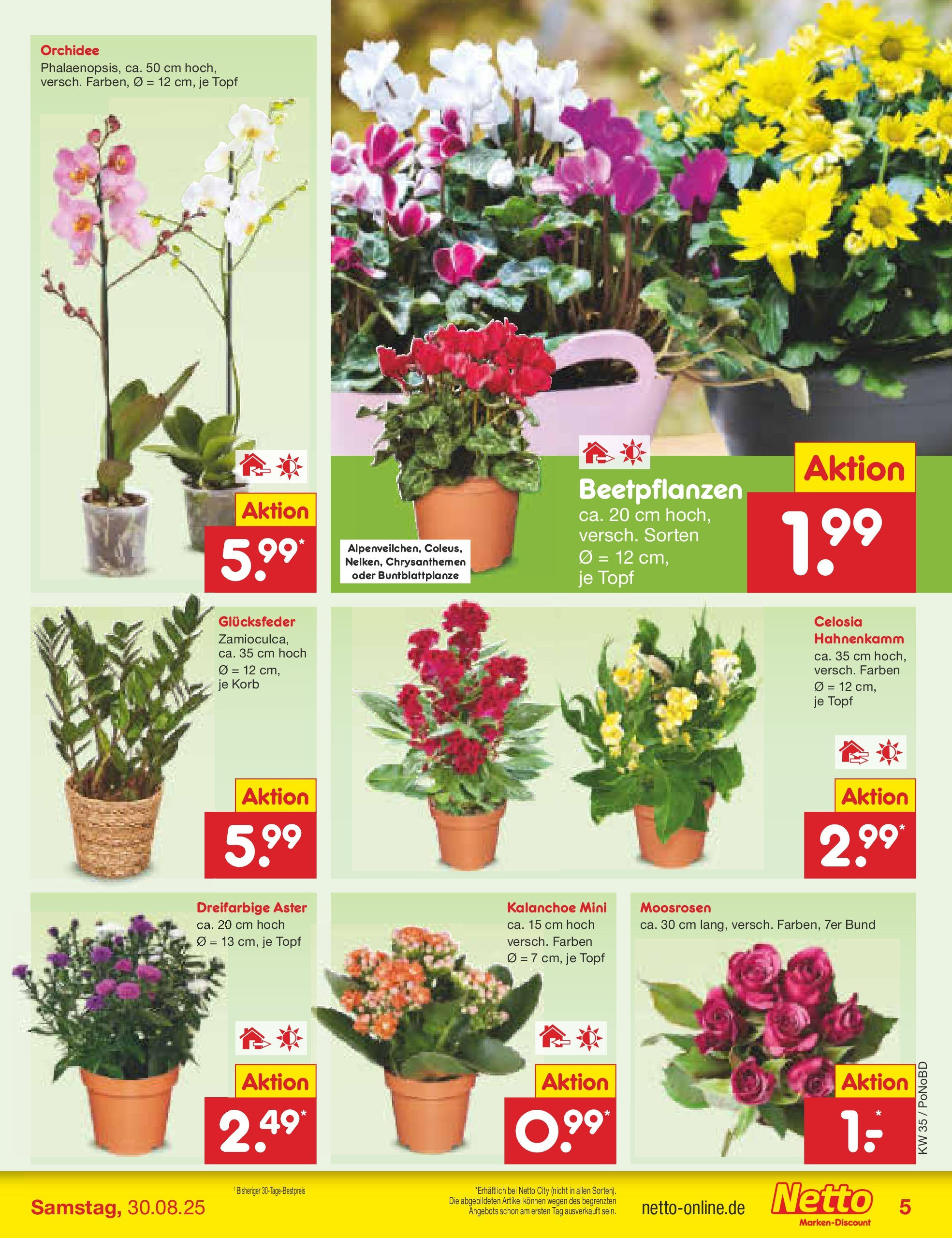 Netto Marken-Discount prospekt Selb	 (ab 24.08.2025) » Angebote | Seite: 5 | Produkte: Orchidee, Korb