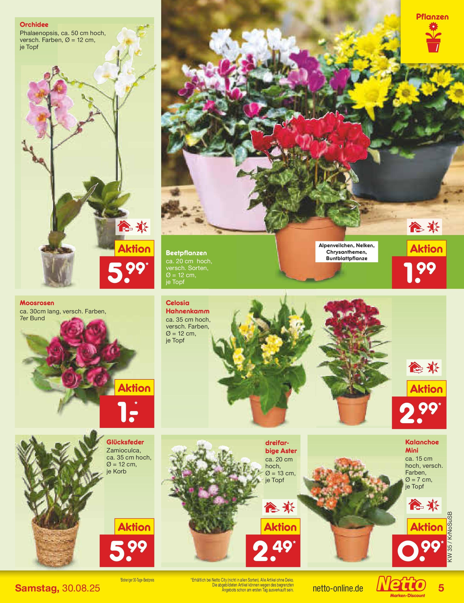 Netto Marken-Discount prospekt Jüchen	 (ab 24.08.2025) » Angebote | Seite: 5 | Produkte: Orchidee, Korb
