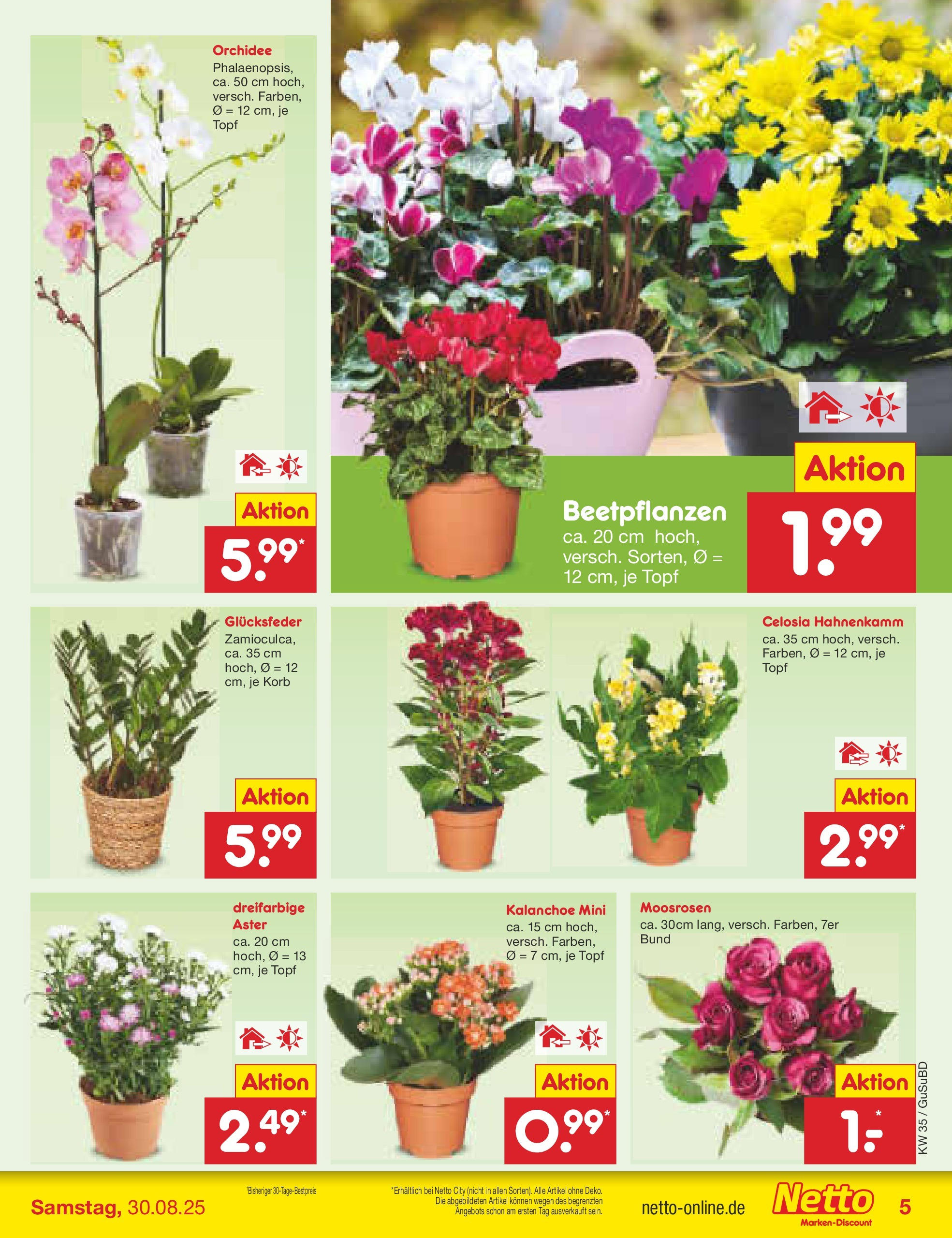 Netto Marken-Discount prospekt Glauchau	 (ab 24.08.2025) » Angebote | Seite: 5 | Produkte: Orchidee, Korb