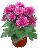 Kaufland хипермаркет Хризантема Ø9 см - до 09-11-25