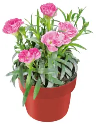 Карамфил &Oslash;9 см