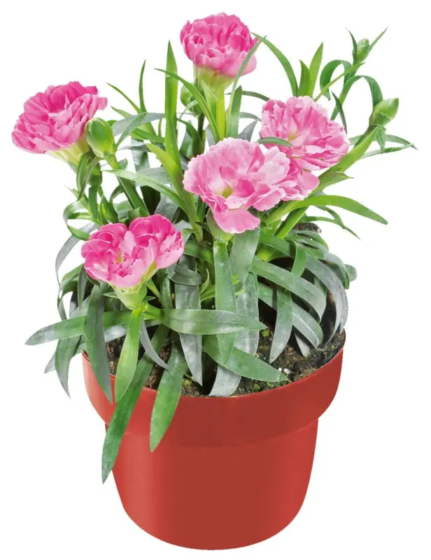 Карамфил &Oslash;9 см