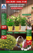 Kwiaty w ALDI do 31.08 Aldi – od 28.08.2025