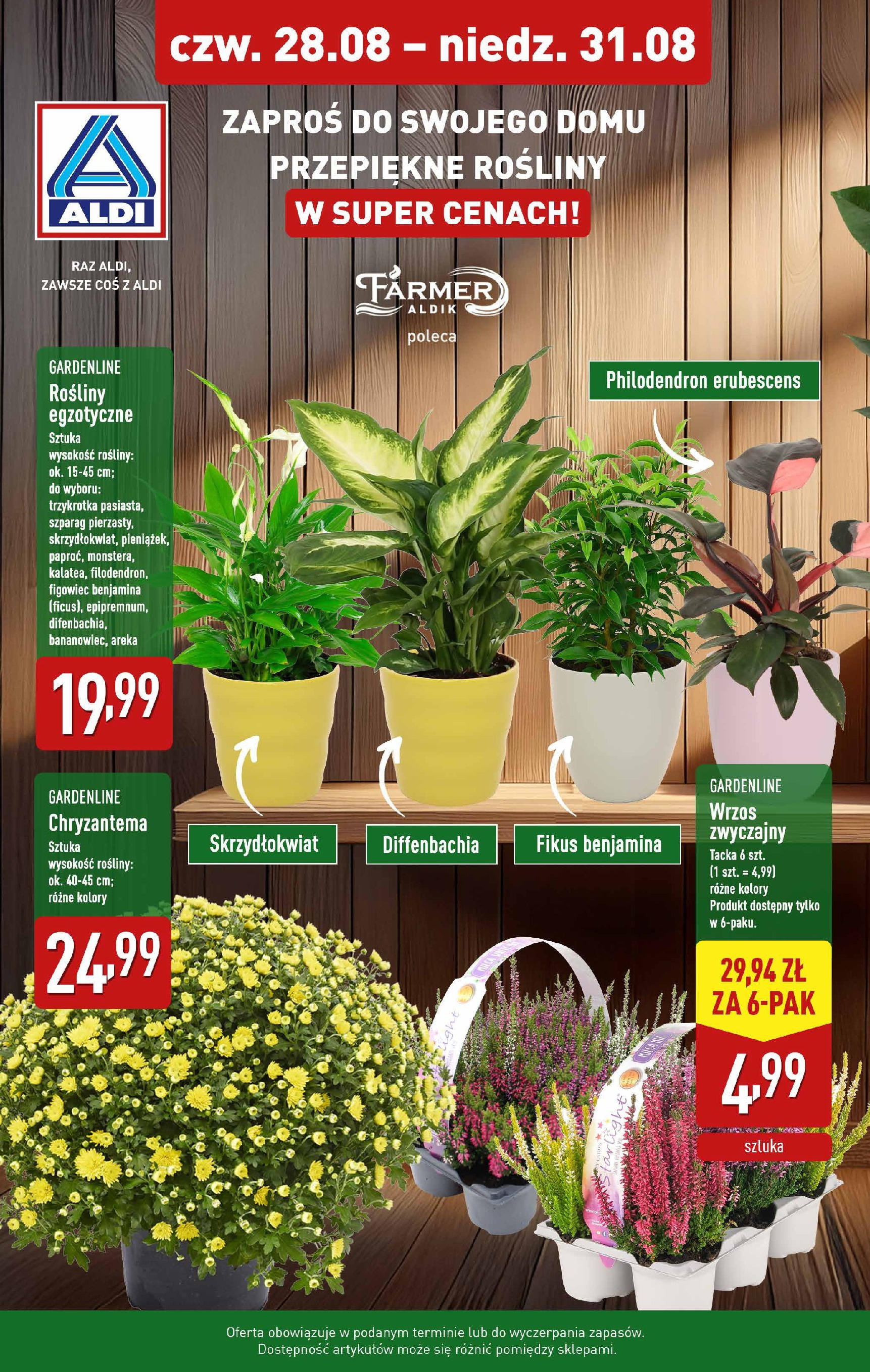 Aldi Promocja kwiaty od 28.08.2025 - Nowa Gazetka - Numer strony 1