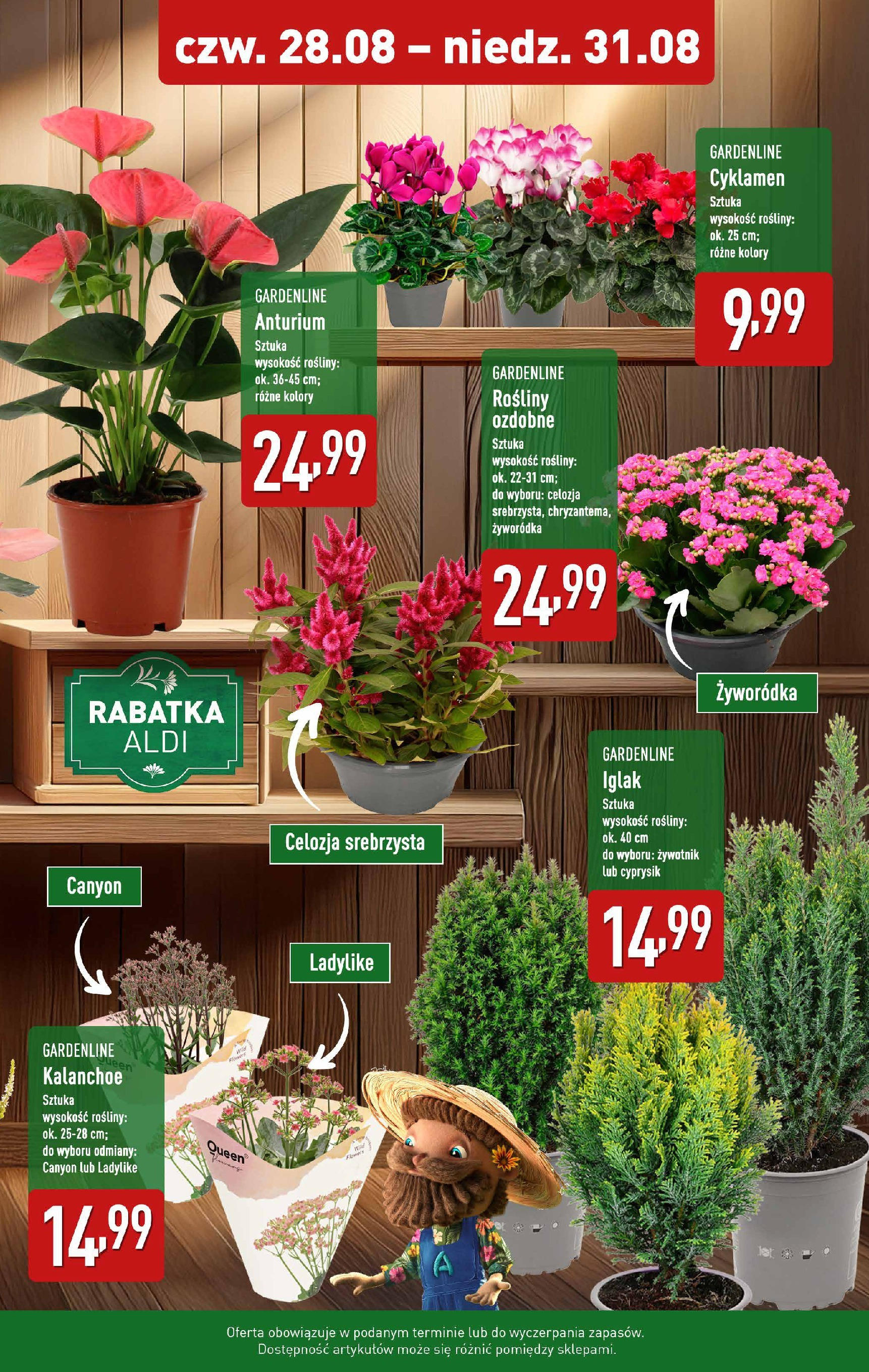 Aldi Gazetka - Promocja kwiaty od 28.08.2025 | Nowa PDF gazetka | Strona: 2 | Produkty: Rosliny, Kalanchoe Aldi Gazetka - Promocja kwiaty od 28.08.2025 - Ulotka PDF, promocje | Strona: 2 | Produkty: Rosliny, Kalanchoe
