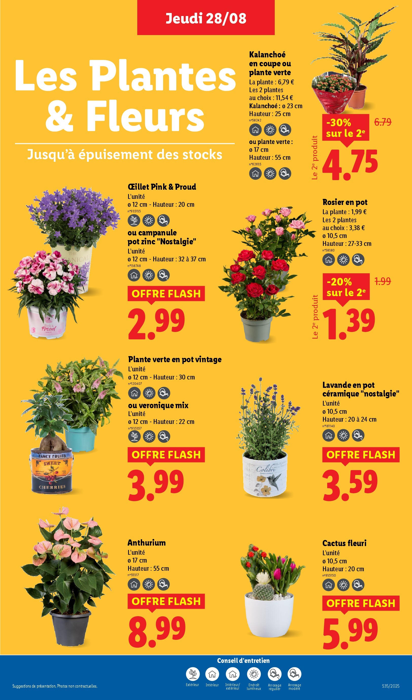 Catalogue LIDL du 27/08/2025 | Promo prospectus en ligne | Page: 27 | Produits: Rosier, Lavande, Plantes, Plante verte Catalogue LIDL du 27/08/2025 | Promo prospectus en ligne | Page: 27 | Produits: Rosier, Lavande, Plantes, Plante verte