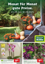 Pflanzen-Kölle Pflanzen-Kölle: Monat für Monat gute Preise - bis 30.09.2025