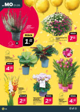 Netto APS : Wochenangebote